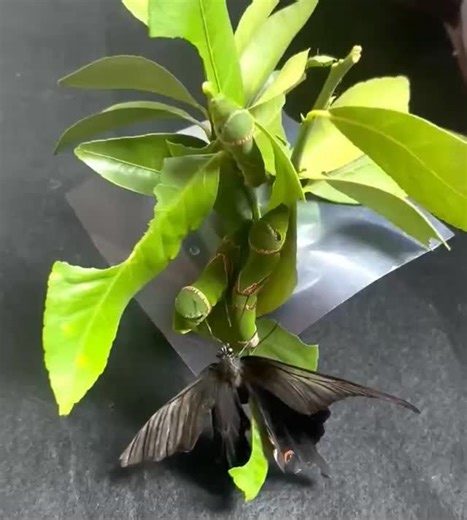 Fics and Fables | watch closely... this is a spectacle rarely captured on camera! these pillers are being prepared by their senior buge friend for... you... | Instagram