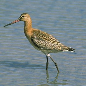 Black tailed godwit - Alchetron, The Free Social Encyclopedia