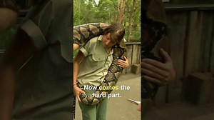 Wrangling a 290 lbs python