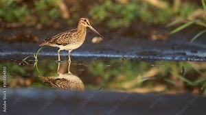 snipe in a peat bog with reflection in the water