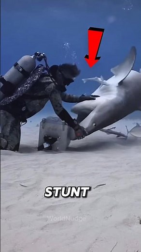 How Scientists Safely Handle Massive Sharks #didyouknow #facts #viral