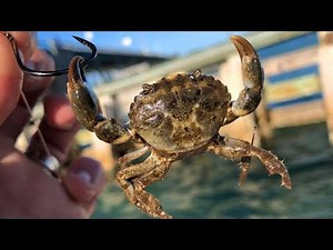 How to Catch MUDCRABS | Best Bait To Use | Anna Maria Island Florida Fishing Charter Ep. 2