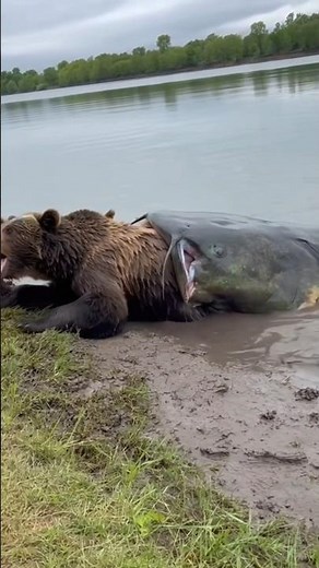 Baby bears beg man on the bank to save their mom from a monster catfish!