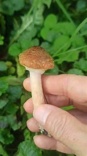 Opieńka ciemna (armillaria ostoyae) #grzyby #fungi #porcini #nature #borowik