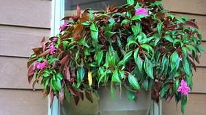 clip-1019693380-time-lapse-new-guinea-impatiens-wilting-drought