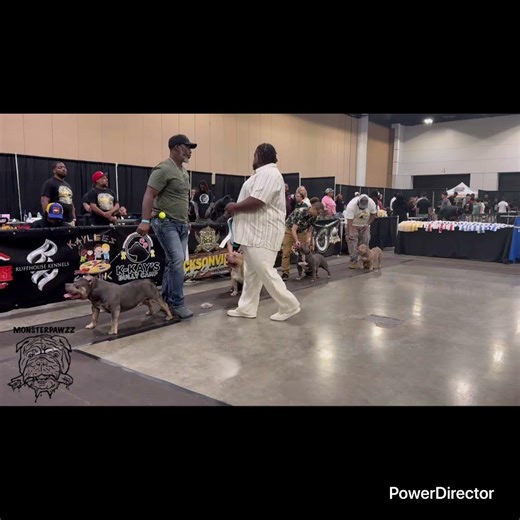 American Bully Dogs stacking at the ABKC dog show