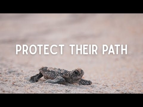 Why Sea Turtles Need Clean Beaches