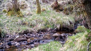 127 reactions · 5 comments | Good Day Deer, and good day to you too! Nice SpyCam footage of both Red & roe Deer from the Reserves. | Highland Titles | Facebook