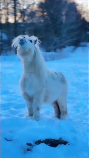 Shetland Pony: Small but Strong