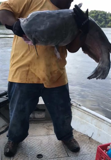 St. Louis Catfish Fishing Tips and Techniques