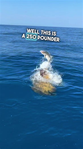 Have You Ever Seen a Goliath Grouper? #goliathgrouper #grouper