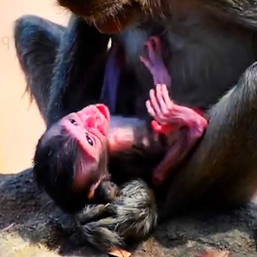 2# Newborn start up with crying when hungry #monkeys | Avata Monkey II