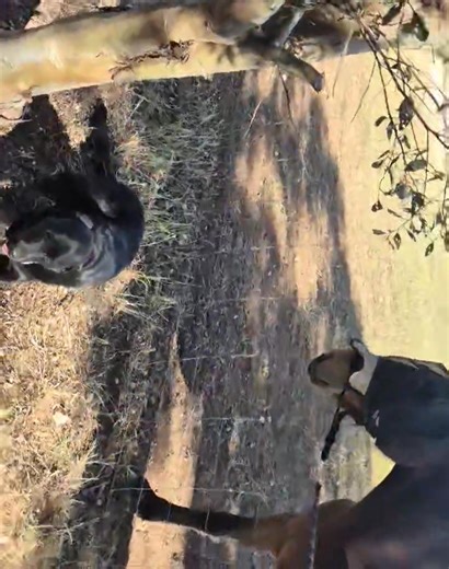 Just a dog and his horse These two are bffs 🥰 #assistancedog #redfoxlabpuppy #puppiesmakeeverythingbetter #puppiesaustralia #animalinfluencer #dogsplaying #m_m #goldador | M&M Companion Retrievers