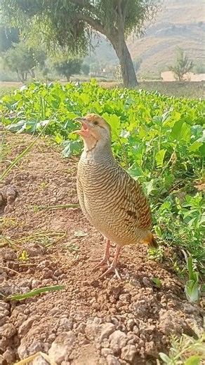 Gray Partridge Calling | Wild Partridge Sound#GrayPartridge #PartridgeCalls #WildBirds #BirdSounds