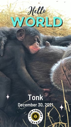3.8K views · 515 reactions | Say hello to Tonk, a baby chimp born to our troop on December 30th! We think he's just perfect! Tonk is making his debut on the island habitats in the preserve, and guests driving through the safari may see him clinging to mom. Tonk's birth supports The Association of Zoos and Aquariums' Chimpanzee Species Survival Plan. | Lion Country Safari | Facebook