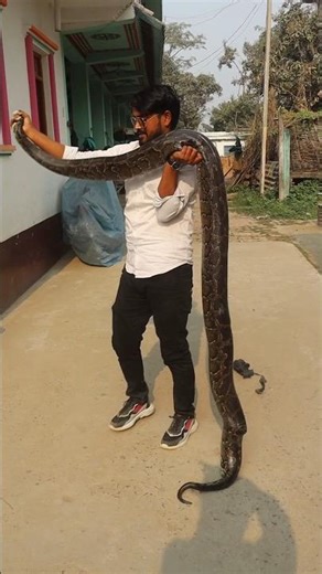 Big python snake catch from village #wildliferescue #snake #reptiles #video #goviral #share #shorts