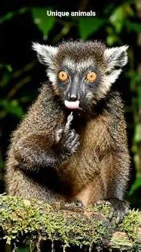 RAREST ANIMALS IN THE WORLD 🌎 #rareanimals