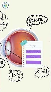 How does the human eye Work?class 10 science #ncertAsanhai