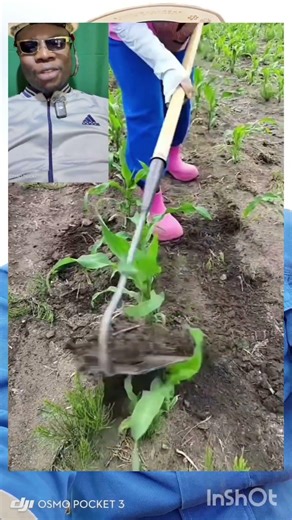 incroyable technique en Agriculture #business #business #potager #jardinage #farming #afrique