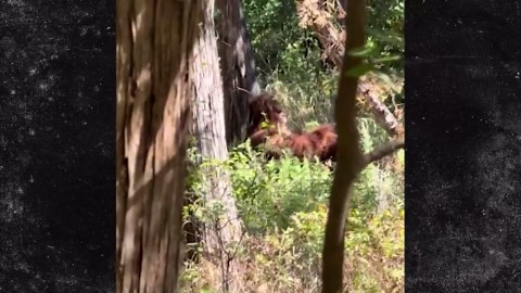 Bigfoot Spotted Chilling in Oklahoma in Viral Video