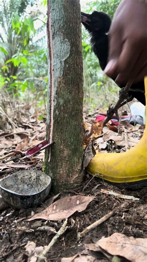 whatch step by step #seluruhdunia #petanikaret #bushcraft #panenmelimpah