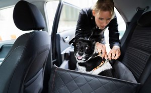 Best Dog Seat Belts, Car Seats, Harnesses & Our Personal Experience