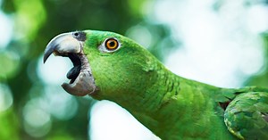 Bird biting too hard? Here’s how to change that behavior