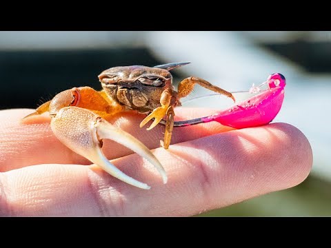 Fishing Bottom Sweeper Jigs with Crabs For Sheepshead - Do They Work?