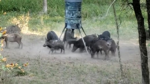 Stalk, draw, and release — every moment counts when bow hunting wild boar in their natural habitat. A raw, adrenaline-fueled encounter deep in the wild. #BowHunting #WildBoar #HuntingAdventure | Ellen Roman