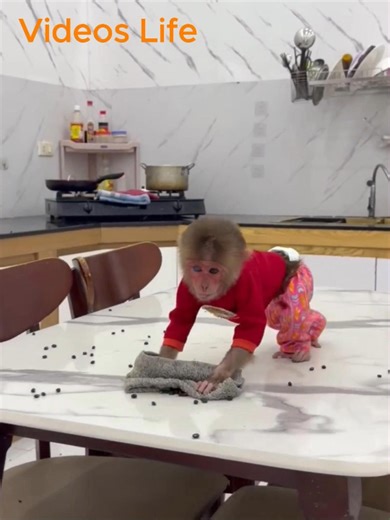 Monkey Kyo Cleans Up After Baby Monkey's Mess