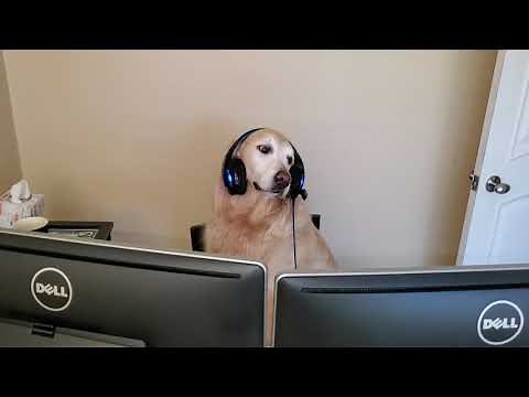 Funny Dog Working His Remote Computer Job At Home - English Cream Golden Retriever - Headphones On