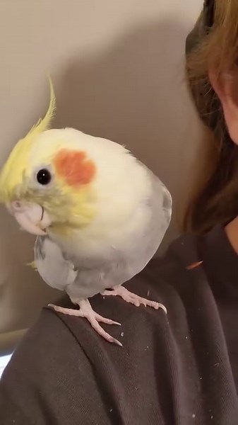 32K views · 6K reactions | There's only a bit more than a day left to order your Merle Plush 2.0 frens! Make sure you grab him before he flys away forever!  Happy Monday, and much love from Mumther and I! 勺 | Merle the Talking 'Tiel | Facebook