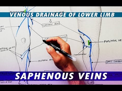 Great Saphenous Vein & Small Saphenous Vein - Venous drainage of lower limb
