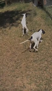 5K views · 159 reactions | These beautiful hounds are smart, sweet, social, and ready to find their families! Make an appointment to meet them  | Saving Grace NC | Facebook