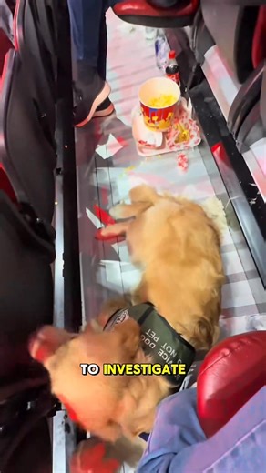 9.2K views · 148 reactions | He loves going to Panthers games so much 梁 Note： Maverick is a task-trained service dog which gives him access to places like NHL games. on ESPN _fix_002 #nhl #dogsoftiktokviral #hockeytok #hockey #dogs #hockeylife #dogsoftiktok | Larry Wilburn | Facebook