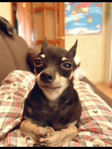 #foo #chiuhuahua #puppy #xybca #cute