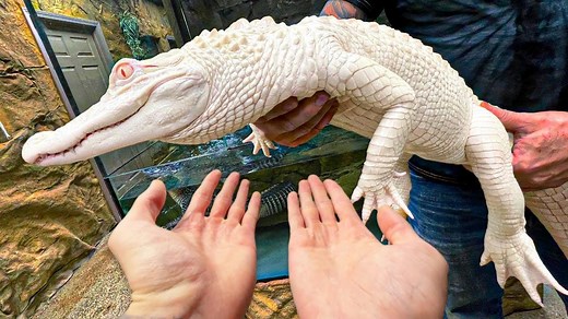 Why The Reptarium Is Not Your Average Zoo