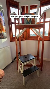 54K views · 790 reactions | Do you know how hard it is to tailor a tshirt to fit a seagull?!?!! Anyways… www.feedingsteven.com ❤️ #fyp #foryou #seagull #feedingsteven #birds | Feeding Steven | Facebook