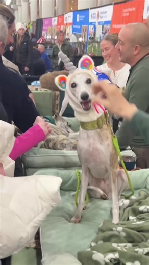 Discover Why Dawgs Are the Best Pets!