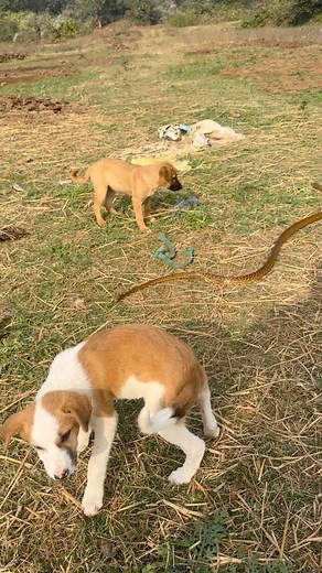 44K views · 138 reactions | Snake Vs Dog #highlightseveryone | Prakash Animal Welfare | Facebook