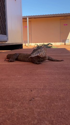 182K views · 2.1K reactions | Perentie (Varanus giganteus) basking at camp this month, Pilbara region, Western Australia #lizards #australia #reptile #wildlife #earth #Fauna #straya #pilbara | Mick Fullerton Wildlife | Facebook