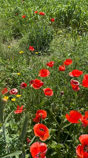 7.6K views · 155 reactions | It’s spring time in Morocco  . . . . . #morocco #marrakech #travel #maroc #love #photography #instagood #africa #photooftheday #travelphotography #casablanca #travelgram #picoftheday #fashion #beautiful #instatravel #nature #wanderlust #desert #trip #sahara #marocco #summer #rabat #travelblogger #marrakesh #style #agadir #instagram #moroccoshinydays | Morocco Shiny Days | Facebook