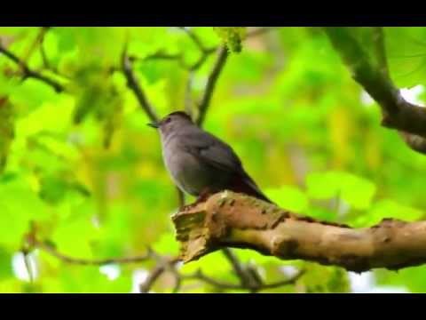 Gray Catbird making lots of calls and sounds