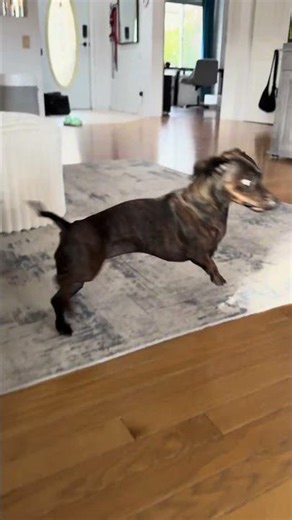 Dachshund and Her Automatic Ball Launcher