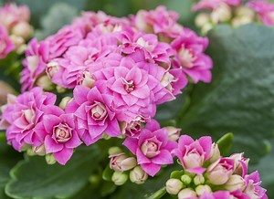 Bouture Kalanchoe : Guide complet pour réussir la multiplication