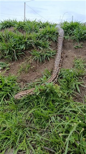 Clau Souza on Instagram: "Quem realmente conhece sabe.. uma python não é ameaça, é responsabilidade. É cuidado diário, manejo correto, ambiente adequado e, principalmente, respeito por uma vida que depende totalmente de você. E quanto mais você convive, mais você entende o quanto esses animais são inteligentes, sensíveis e fascinantes."