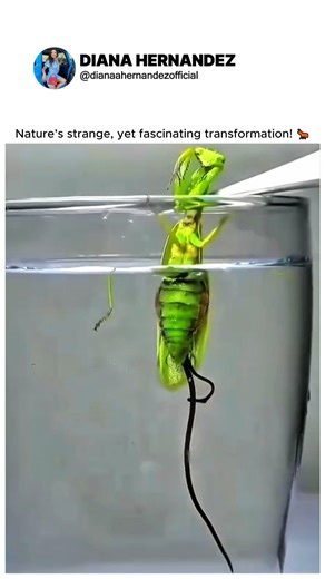 5.5K views · 16 reactions | A parasitic worm manipulates insects to complete its life cycle. | DIANA HERNANDEZ | Facebook