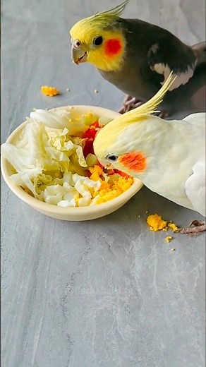 Bird Feeding Fun: Cabbage, Carrots, and More! #cockatielscraze