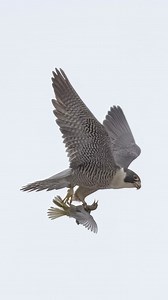 Peregrine Falcon’s hunting skill and agility at display. . . . #falcon #peregrinefalcon #birdsofprey #reelitfeelit #instagood #hunting #fastestanimal | Ta2020photography