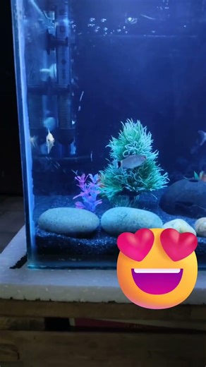 1ft tank 😍 #foryou #planetaquarium #fishaquarium #ytshorts #fishtank #cube #simplescraper
